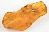 Detailed Fossil Beetle (Coleoptera) in Baltic Amber #200044-1
